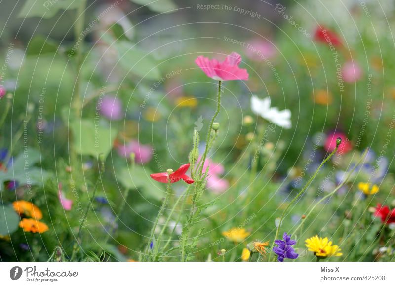 noch bunter Pflanze Frühling Sommer Blume Blüte Blühend Duft Wachstum mehrfarbig Stimmung Blumenwiese Wiese Wiesenblume Mohn Mohnblüte Farbfoto Außenaufnahme