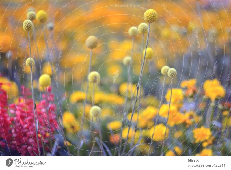 Bommelbunt Natur Pflanze Frühling Sommer Blume Blüte Garten Park Wiese Blühend Duft Wachstum mehrfarbig gelb Quaste Farbfoto Außenaufnahme Muster Menschenleer