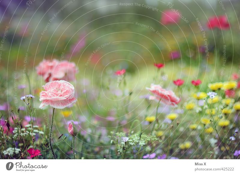 Bunter Garten Pflanze Frühling Sommer Blume Blüte Blühend Duft rosa Stimmung Mohn Mohnblüte Park Beet Blumenwiese Wiesenblume Farbfoto mehrfarbig Außenaufnahme