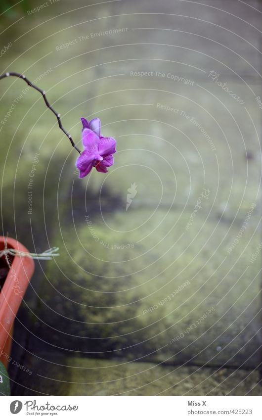 lila Garten Pflanze Blume Blüte Blühend Duft verblüht Wachstum Stimmung Einsamkeit hängen lassen Orchidee Stengel Blumentopf Farbfoto Innenaufnahme Nahaufnahme