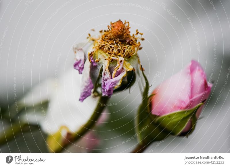 Verblühte Rose - Vergänglichkeit und Schönheit verblüht verblühen verblühend rosa Blume Gartenblume Blüte Pflanze Natur Außenaufnahme Farbfoto Menschenleer