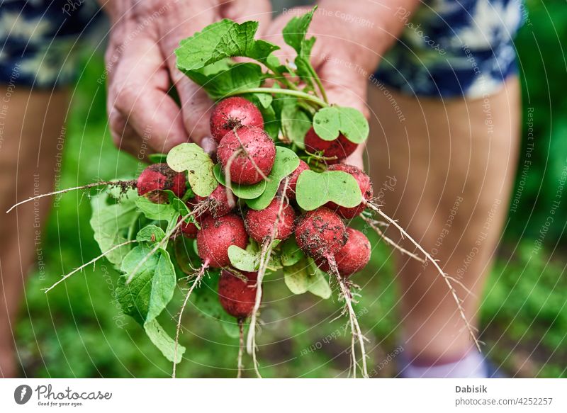 Frische Bio-Rettichernte in Frauenhand Landwirt organisch Lebensmittel Ernte Gartenarbeit natürlich Gemüse frisch Hinterhof Hände Pflanze Gesundheit Hand