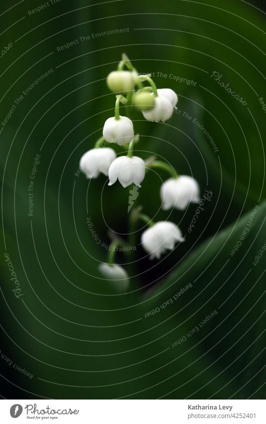 Maiglöckchen Frühling Blätter grün Grünpflanze Wald giftig giftige Pflanze weiß Blütenknospen Low Key Waldboden Blume Liliengewächse Giftpflanze convallaria