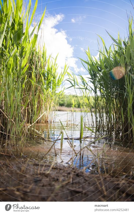 Schilf am See Froschperspektive wasser wellen gewässer frösche lebensraum idylle ökologisch blauer himmel wolken sommer wetter lensflare grün