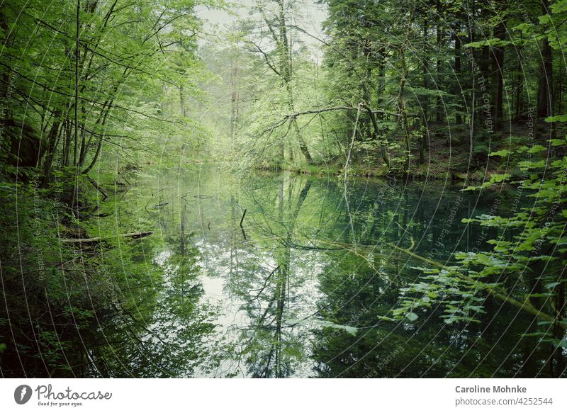 See in einer Waldlichtung - Bäume spiegeln sich darin Idylle Baum Umwelt Außenaufnahme Natur Menschenleer Landschaft grün Pflanze Farbfoto Schönes Wetter Tag