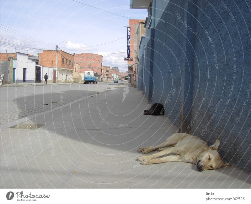 El Alto / Bolivien Hund Stadt Haus Physik schlafen Südamerika Sonne Schatten Straße Müdigkeit PKW Wärme Straßenhund