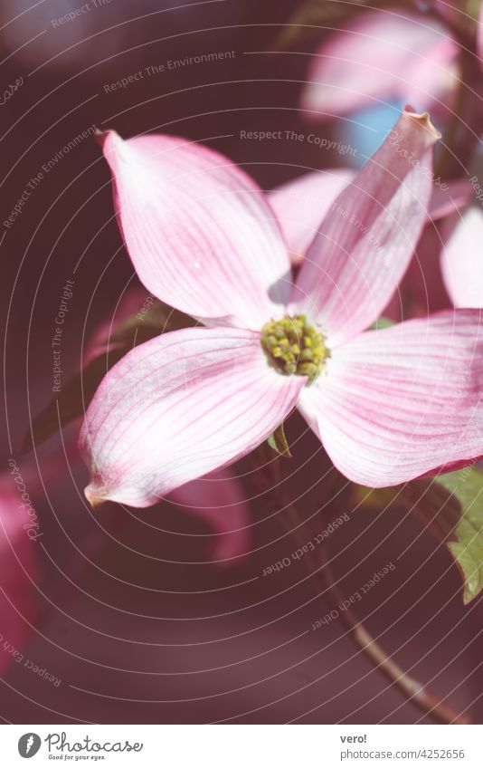 Blüte, rosa Menschenleer Tag Außenaufnahme Tageslicht natürliches Licht Natur Frühling Blütenblätter Frühlingsgefühl sonnig farbenfroh idyllisch erblühen