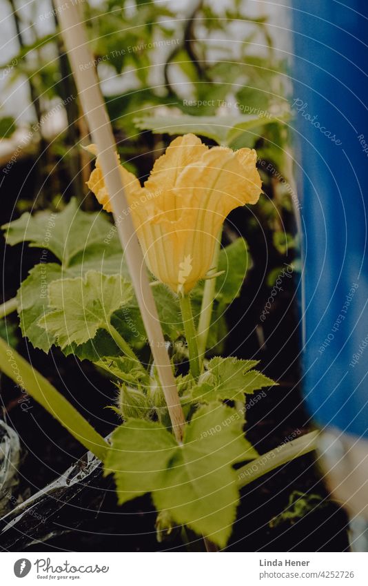 Zucchinipflanze im Hochbeet Gemüse Lebensmittel Gesunde Ernährung Zucchiniblüte Gesundheit Farbfoto Pflanze Mittagessen Pflanzen Bioprodukte Essen Gemüsegarten