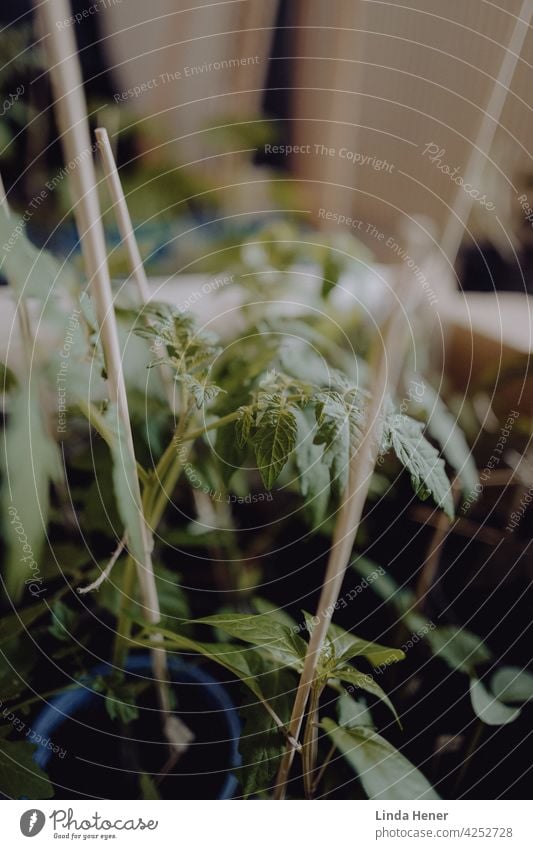 Tomaten-Jungpflanzen in einem Karton Tomatenpflanze Pflanze grün Garten Anzucht Topf Töpfe gärtnern Hochbeet Blätter Blatt Gartenarbeit Pflanzenteile Gemüse