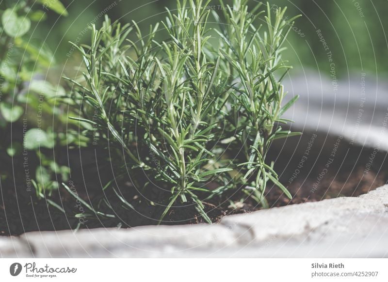 Rosmarinpflanze im Kräuterbeet Rosmarinus officinalis Kräuter & Gewürze Pflanze grün Lebensmittel frisch Küchenkräuter Natur natürlich Garten Zutaten mediterran