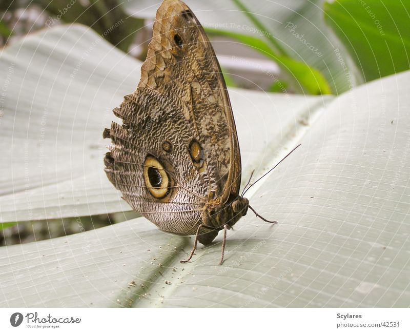 Blauer Falter in Braun Schmetterling groß faszinierend Insekt Fluginsekt Urwald Makroaufnahme