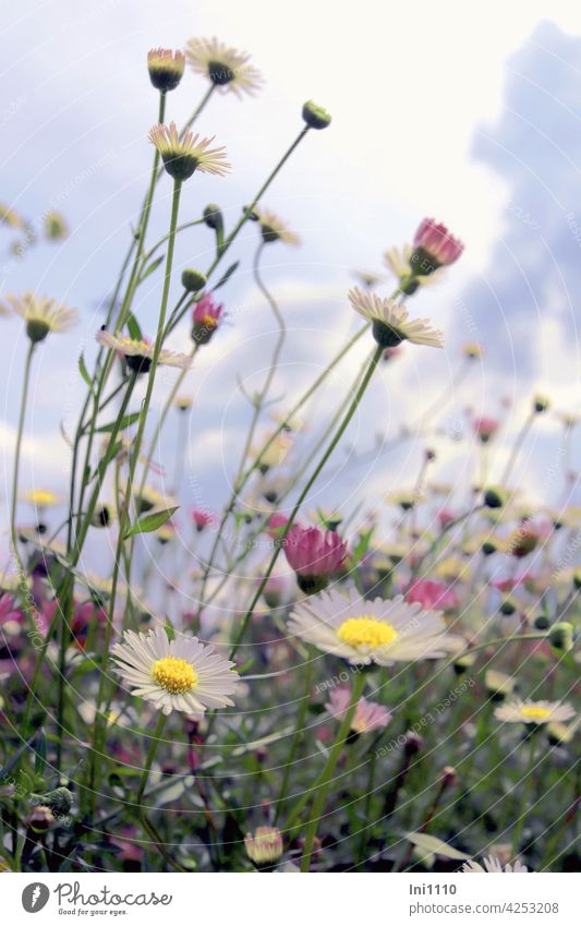 Spanisches Gänseblümchen Erigeron karvinskianus Zierpflanze Garten weiß rosa krautig Dauerblüher Korbblütengewächs flächendeckend korbblütler Himmel