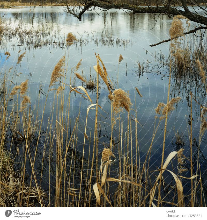 Staubwedel Röhricht Pflanze Farbfoto Umwelt Außenaufnahme Landschaft Natur Windstille Horizont Wasser See Wasseroberfläche Idylle Menschenleer Seeufer friedlich