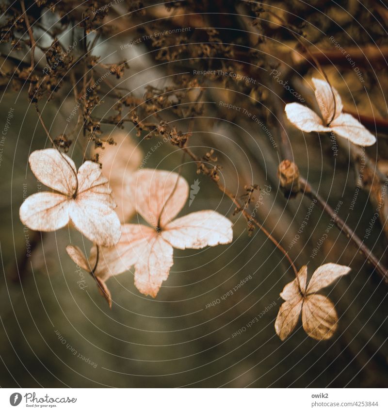 Kleine Schirme Hortensie Farbfoto zerbrechlich Außenaufnahme Menschenleer Sträucher Blüte Natur Pflanze Detailaufnahme Zierpflanze filigran klein Hecke