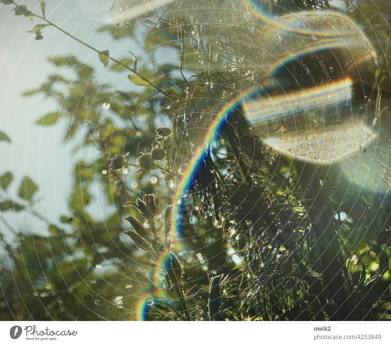 Pchycho Frühling verschwommen Nahaufnahme Morgenlicht klein frisch flirren Wiese Menschenleer Pflanze Licht Regen Halm glänzend schemenhaft Detail Farbfoto