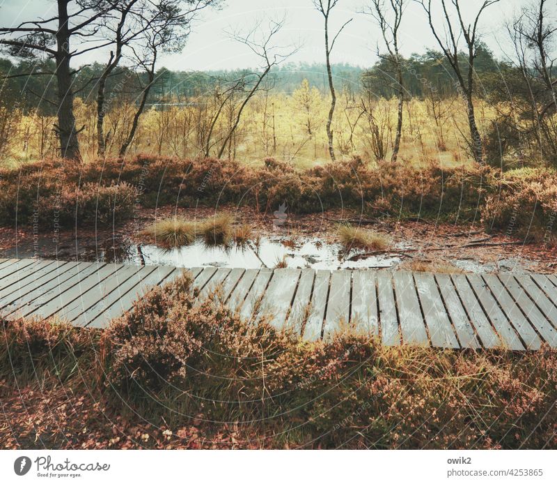 Neben der Spur Pietzmoor Lüneburger Heide Naturlehrpfad Wege & Pfade Naturschutzgebiet Holz Holzweg Planken Idylle Farbfoto Außenaufnahme Menschenleer