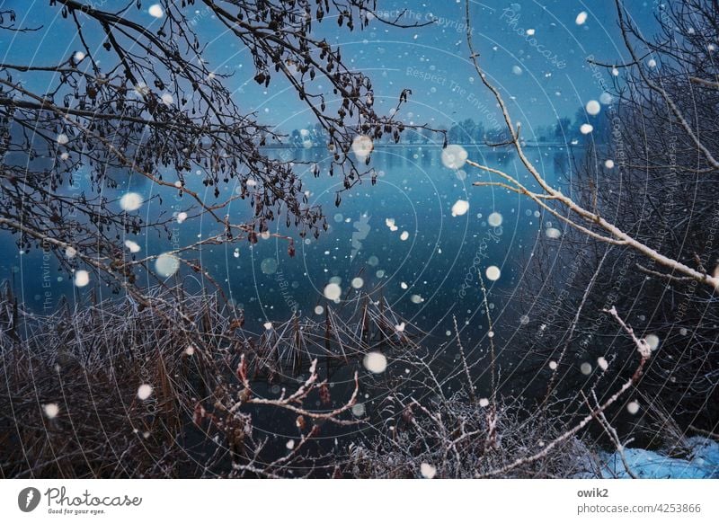 Schnee am See Schneefall Schneeflocken Winter kalt Blitzlichtaufnahme verrückt viel durcheinander Unterholz Außenaufnahme Morgen Dickicht Wasseroberfläche