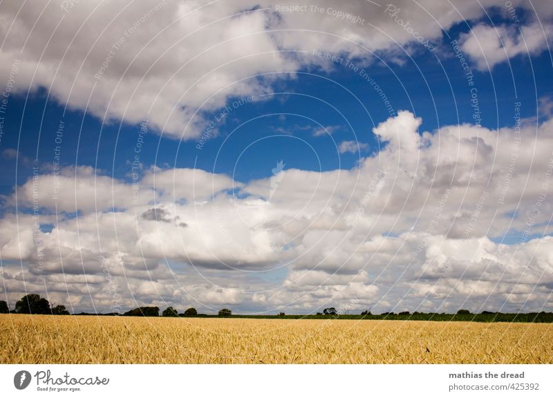 LANDSCHAFT Umwelt Natur Landschaft Pflanze Himmel Wolken Horizont Sommer Schönes Wetter Nutzpflanze Feld schön Getreidefeld Ferne Farbfoto mehrfarbig