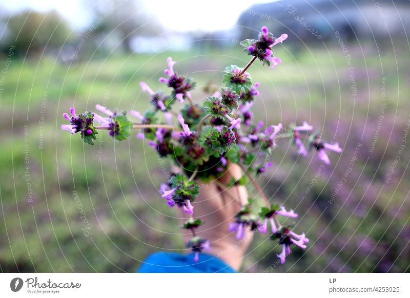 Blumenstrauß aus lila Blumen Design Gefühle Großzügigkeit Hand Hintergrundbild Stil Geburtstag Blütenpflanze Hoffnung Mensch Feste & Feiern Farbfoto Liebe