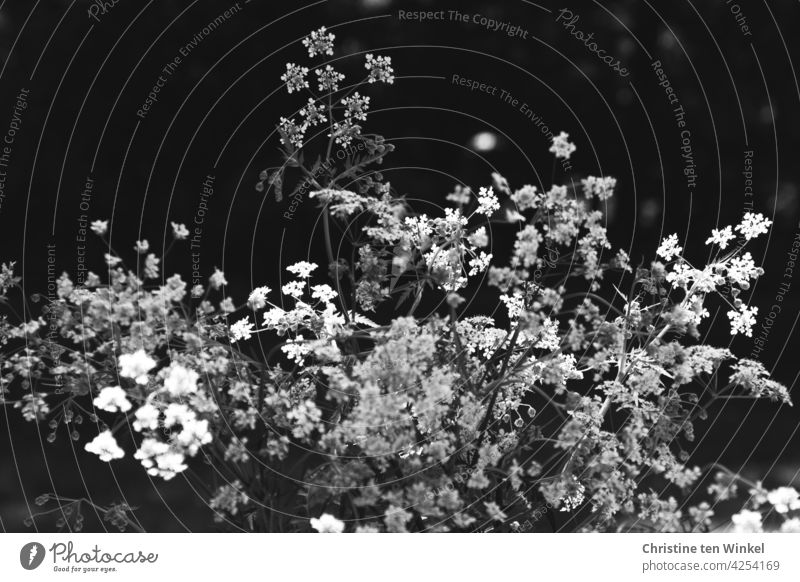 weiße Blüten des Wiesenkerbels vor dunklem Hintergrund Kerbel Doldengewächs Anthriscus sylvestris Pflanze Schwarzweißfoto schwarz Wildpflanze Natur Blume