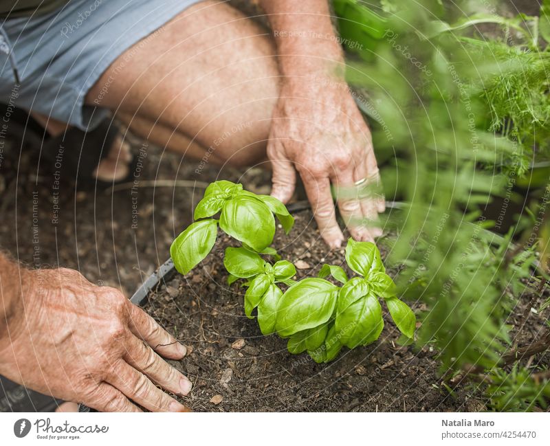 Senior Mann schneidet Rosmarin im Innenhof. Haus Gartenarbeit, Kräuter und Pflanzen im Garten Hof Dill Natur Bewässerung Blatt Basilikum Nur ein Mann