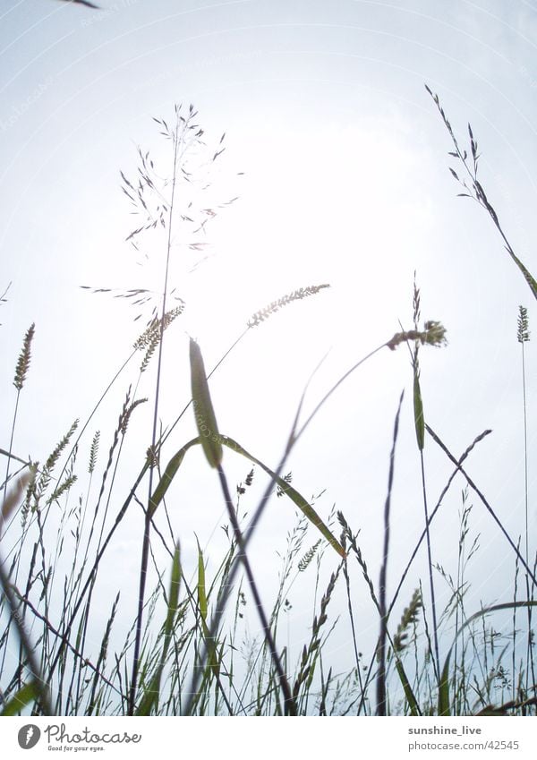 enjoy the silence Halm Gras Wiese ruhig Natur Sonne