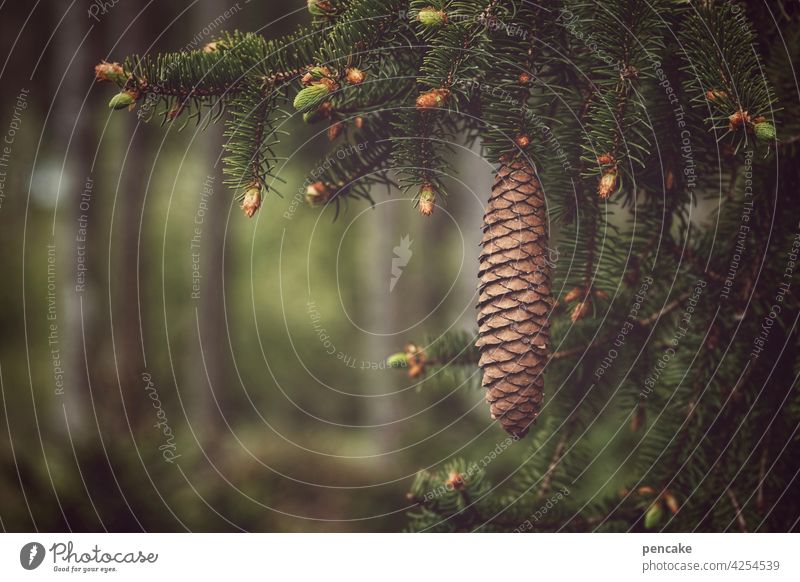 zapfenstreich Tannenzapfen Wald Ast Fichte Bokeh Nadelbaum Natur grün Tannenzweig Tannennadel Umwelt Schwache Tiefenschärfe Zweig Detailaufnahme Nahaufnahme