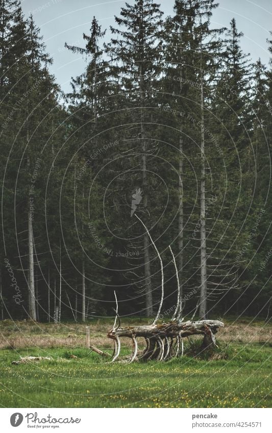 urviech Bäume Wald düster Baumstamm abgestorben Klimawandel Umwelt Landschaft Holz Totholz Phantsiegestalt unheimlich Gerippe Natur kriechen