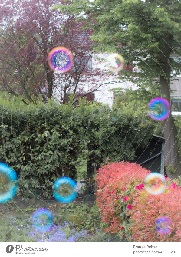 Bunte Kreise fliegen im Garten Seifenblasen rosa pink türkis gelb rot grün schillernd Luft Seifenwasser luftig fliegend schweben Kugel Unschärfe zauberhaft