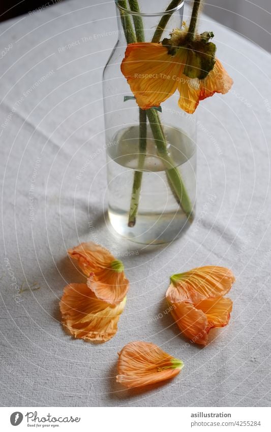 Verblühte Mohnblume Blütenblätter orange Blumenstrauß kopf hängen lassen traurig schön farbenfroh verblüht verwelkt blätter fallen Blütenblatt alt romantisch