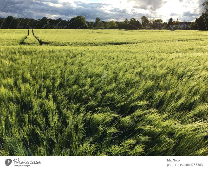 Weizenfeld Getreide Frühling Feld Nutzpflanze frisch natürlich grün Traktorspur Spuren Ernährung Korn Landwirtschaft Kornfeld Landschaft sattes Grün