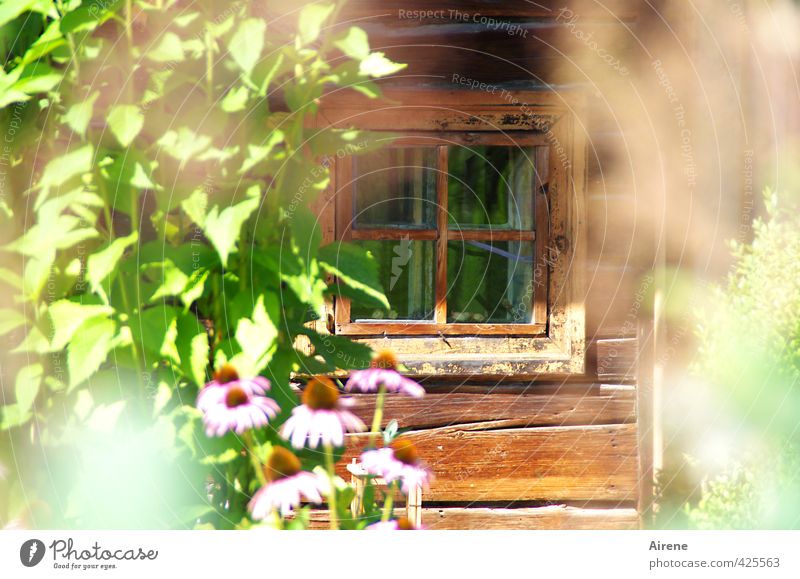 Heile Welt Pflanze Sommer Schönes Wetter Blume Blatt Roter Sonnenhut Stauden Garten Haus Hütte Holzhaus Berghütte Fenster Blühend ästhetisch natürlich braun