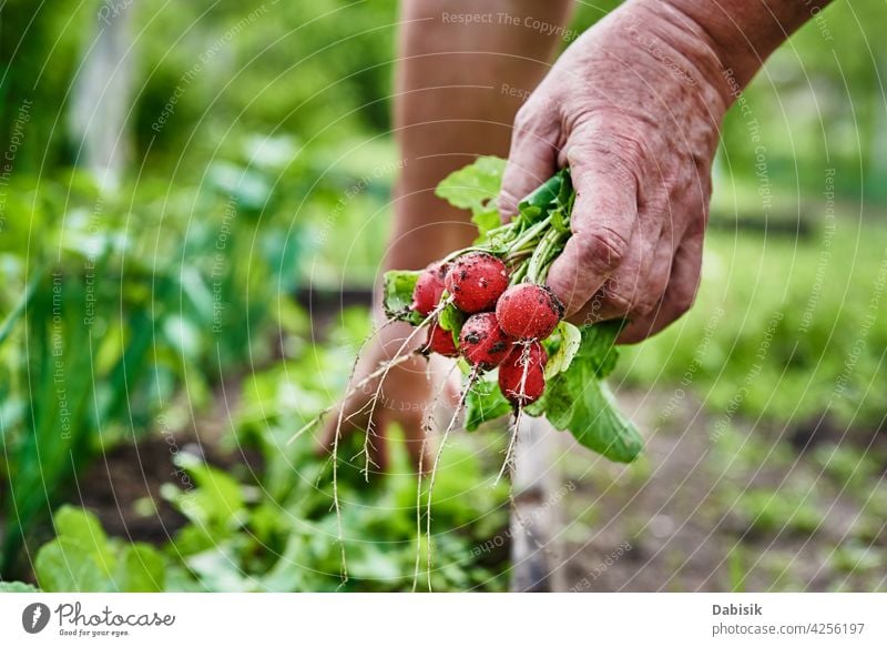 Frische Bio-Rettichernte in Frauenhand Landwirt organisch Lebensmittel Ernte Gartenarbeit natürlich Gemüse frisch Hinterhof Hände Pflanze Gesundheit Hand