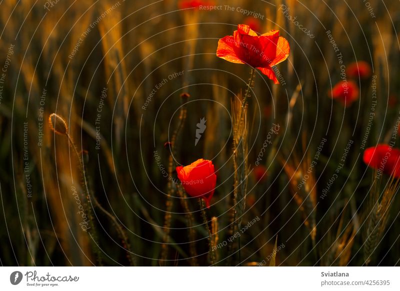 Ein Feld mit blühenden leuchtend roten Mohnblumen bei Sonnenuntergang. Floraler Hintergrund, heller Hintergrund Blume natürlich Natur Blüte Tapete farbenfroh