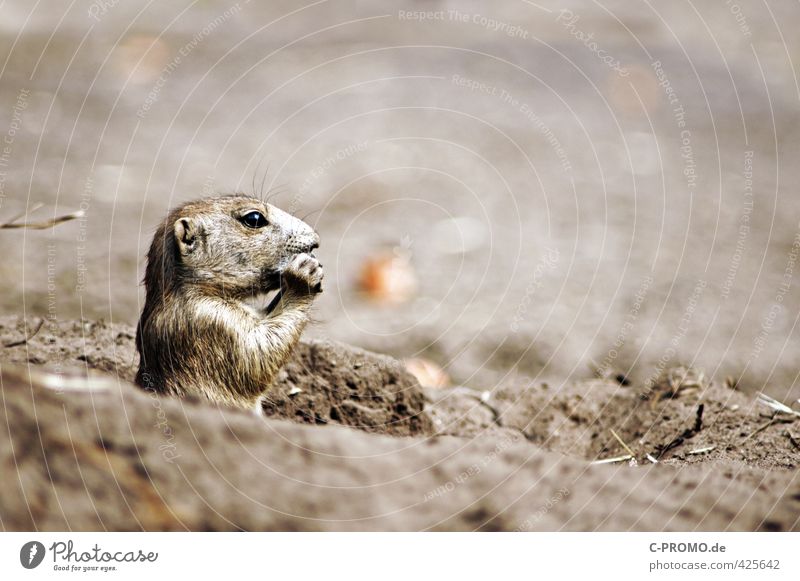 Waf für eine Aufficht! Essen Sand Wildtier Fell Zoo 1 Tier Fressen niedlich braun Wachsamkeit Neugier Präriehund Farbfoto Außenaufnahme Textfreiraum rechts