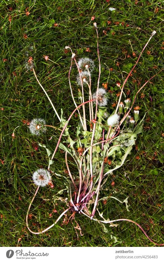 Pusteblumen dunkel dämmerung erholung erwachen ferien frühjahr frühling frühlingserwachen garten kleingarten kleingartenkolonie knospe menschenleer natur