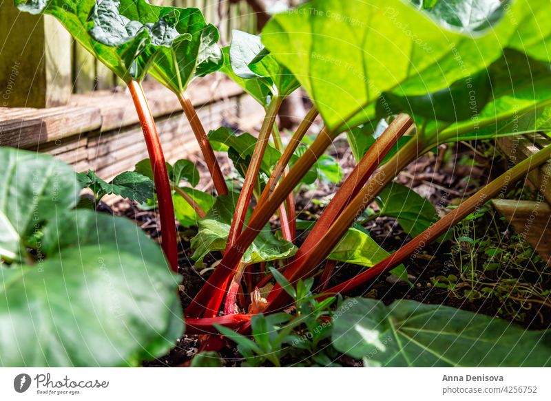 Rhabarber wächst im Frühjahr im Garten wachsend Pflanze Garten Rhabarber Gemüse Blätter grün Lebensmittel rot Frühling essbare Stängel Blatt Natur frisch