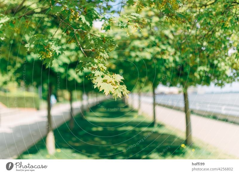 frisches Grün einer Allee im Sonnenschein - Frühling grün Sonnenlicht Frühlingsgefühle Zweige Bäume Natur Wachstum Park Garten schön natürlich hell Baum Licht