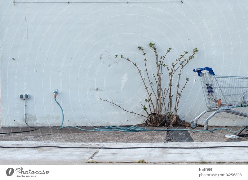 Stillleben mit Busch, Einkaufswagen, Schlauch und Kabel grau Tristesse tristesse Metall Steckdose Menschenleer Wand Mauer Elektrizität urban minimalistisch