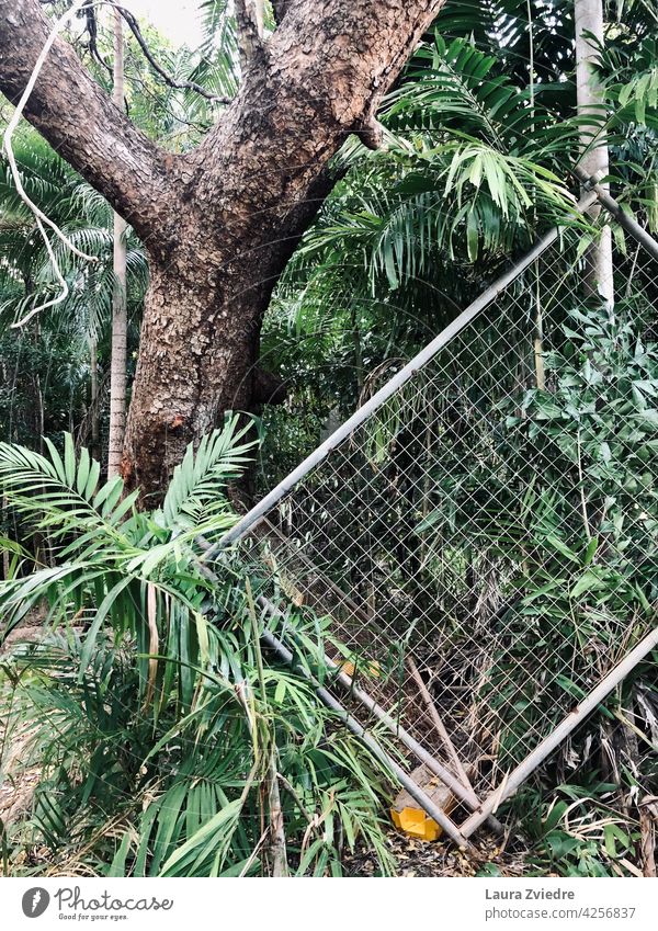 Zaun im Dschungel tropisch grün Wald Metallzaun auf den Kopf gestellt Barriere Maschendraht Drahtzaun Schutz Außenaufnahme Natur Baum alter Baum Baumrinde