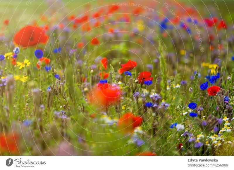 Schöne Sommer-Wildblumenwiese Feld Mohn Blume rot Natur Wiese Mohnblumen Blumen Frühling grün Landschaft Gras Blütezeit wild Garten Pflanze ländlich blau