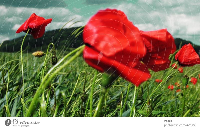 Mohn im Wind Wiese Blumenwiese Wolken Himmel