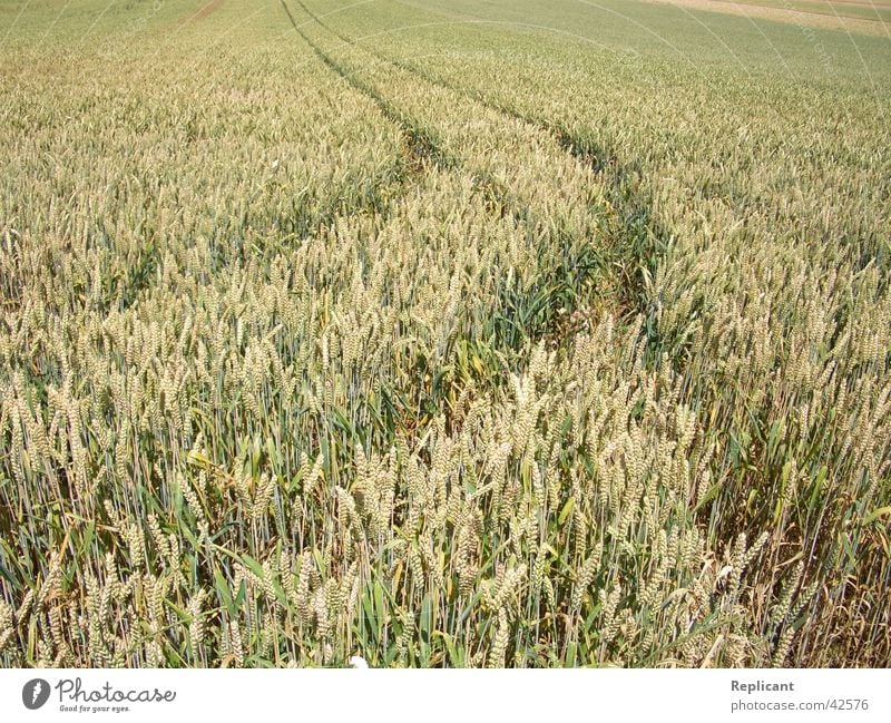 Kornfeld Feld Sommer Frühling Natur Getreide Ernte Bioprodukte