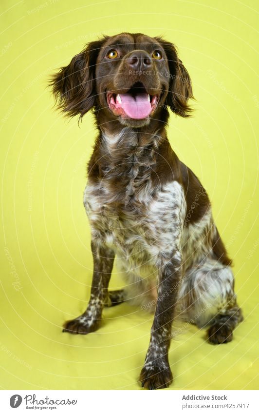 Ausdrucksstarker Rassehund mit geöffnetem Maul in gelbem Atelier Kleinmünsterländer Hund Reinrassig Mund geöffnet expressiv Tier Haustier Eckzahn Porträt