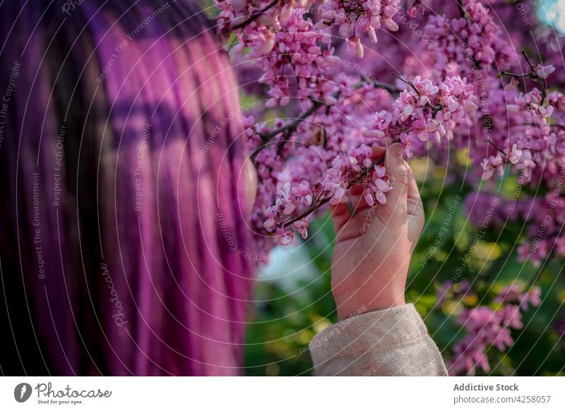 Frau riecht an blühendem Baum im Garten riechen Wittern Blüte Blütezeit duftig Aroma Frühling Blume jung Natur Park Angebot Flora rosa filigran sanft Ast