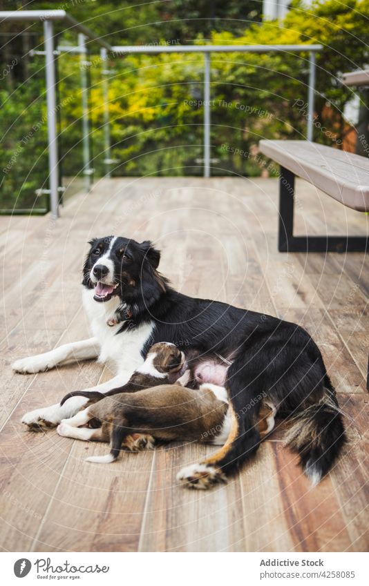 Border Collie füttert süße Welpen auf der Veranda Futter Eckzahn Haustier Hund Tier Mund geöffnet charmant freundlich essen Säugetier heimisch Stock