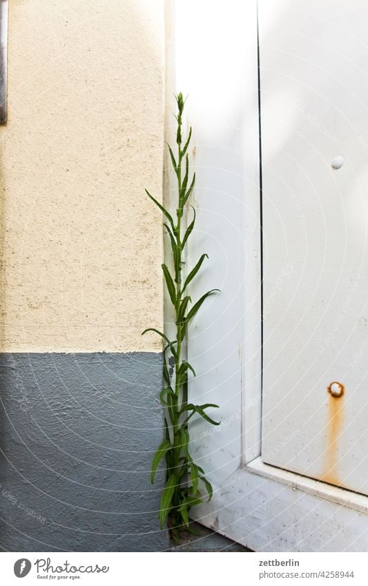 Glockenblume an kritischer Stelle erwachen frühjahr frühling frühlingserwachen garten kleingarten kleingartenkolonie knospe menschenleer natur pflanze ruhe