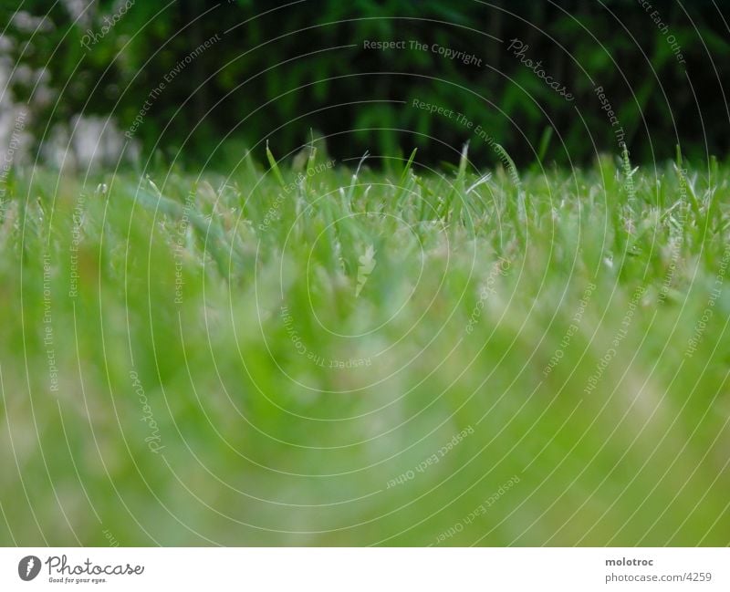 Grass grün nah Natur Wiese Halm Bodenbelag