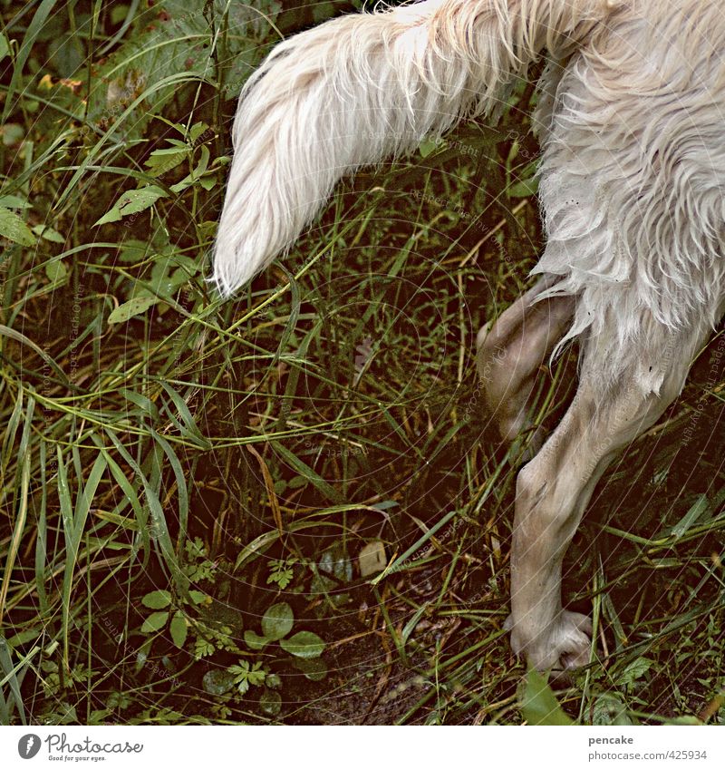 wassserrrattte Natur Gras Hund Pfote 1 Tier Zeichen rennen Bewegung Jagd laufen Reinigen Schwimmen & Baden toben nass Schwanz Beine Fell Golden Retriever