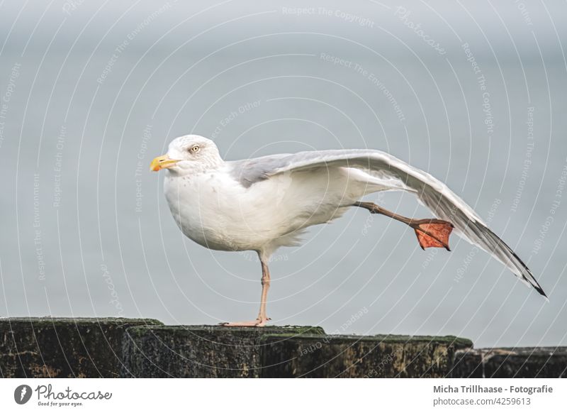 Silbermöwe reckt und streckt sich Möwe Larus argentatus Vogel Tier Ostsee Kopf Schnabel Auge Flügel Federn Gefieder Beine recken strecken Buhnen Tierporträt